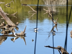 Himantopus leucocephalus