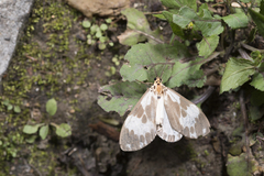 Nyctemera carissima
