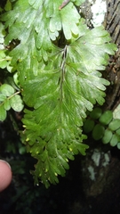 Hymenophyllum flabellatum image