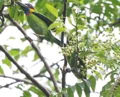 Psilopogon rafflesii