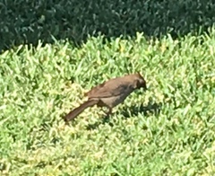 Melozone crissalis