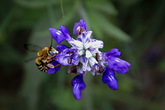 Anthophora californica