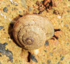 Microxeromagna lowei