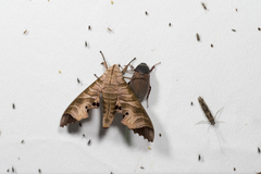 Marumba saishiuana formosana