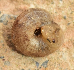 Microxeromagna lowei