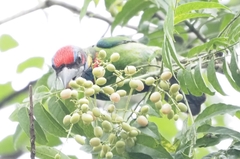 Psilopogon rafflesii