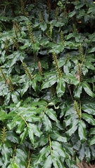 Hedychium gardnerianum image