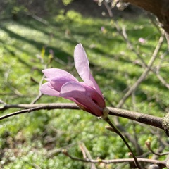 Magnolia