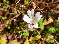 Euphrasia cuneata