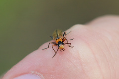 Podabrus cavicollis