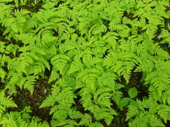 Gymnocarpium dryopteris