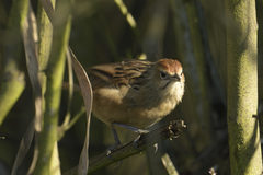 Sphenoeacus afer natalensis