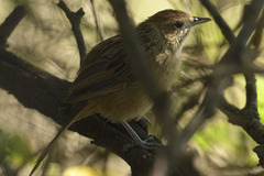 Sphenoeacus afer natalensis