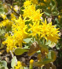Pteronia divaricata