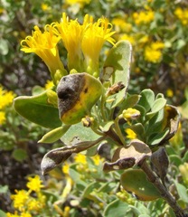 Pteronia divaricata
