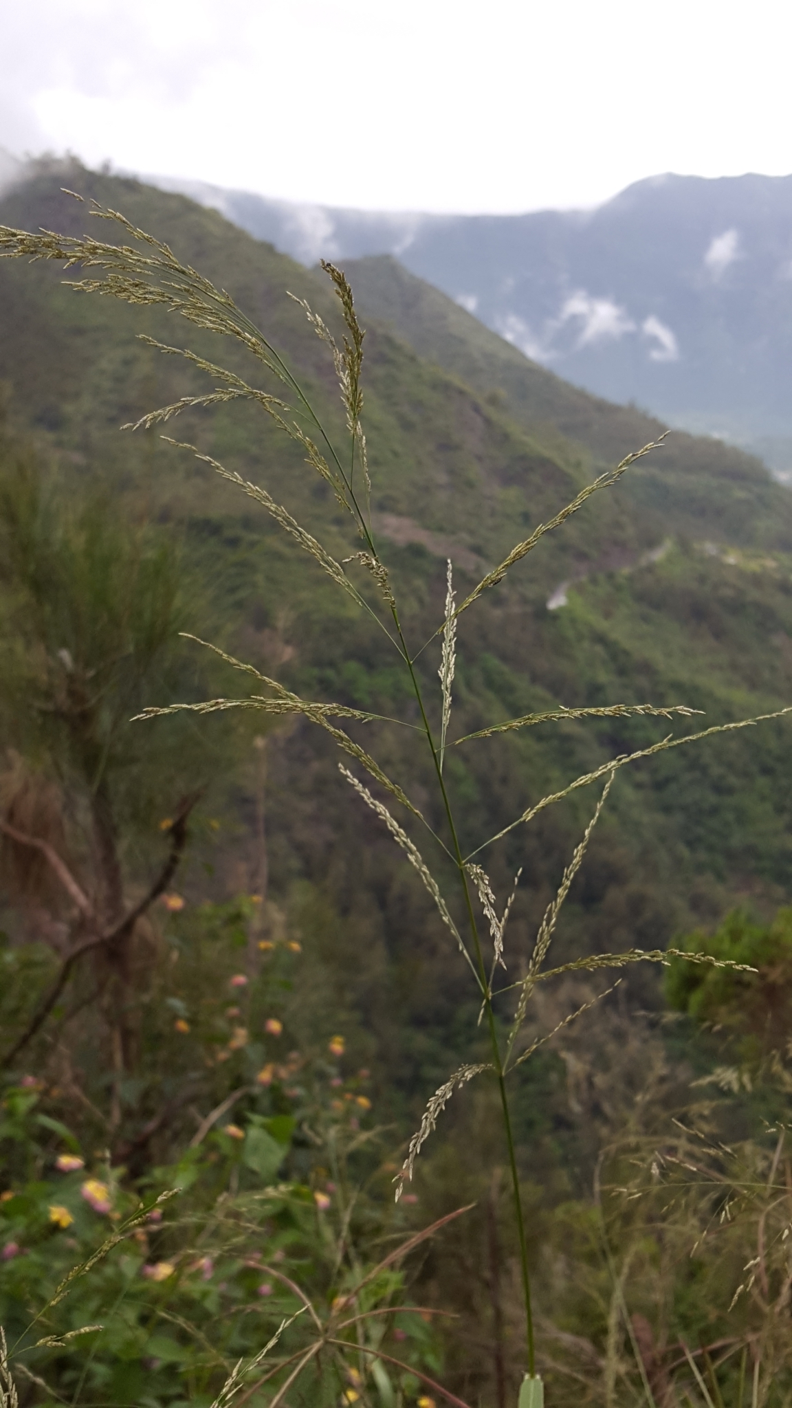 (c) François Rousseu, certains droits réservés (CC BY-NC) https://www.inaturalist.org/observations/113697563