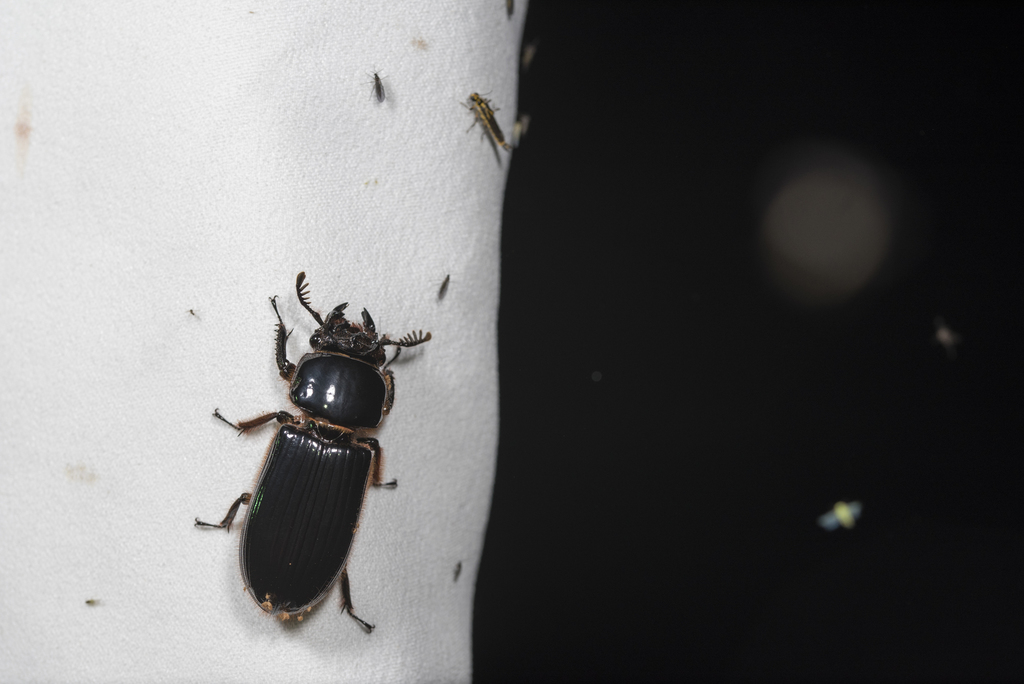 Aceraius grandis from 台灣嘉義縣石盤谷步道停車場 on April 27, 2022 at 0832 AM by