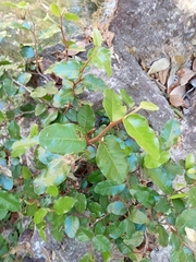 Sideroxylon persimile