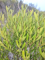 Olea exasperata
