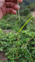 Eragrostis cylindriflora