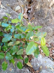 Sideroxylon persimile