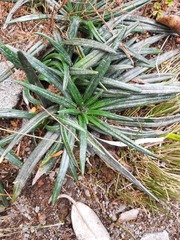 Celmisia major brevis