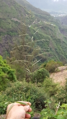 Eragrostis cylindriflora