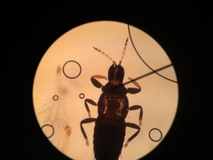 Liothrips