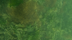 Chordariopsis capensis