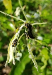 Chrysomela confluens