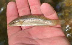 Fundulus stellifer