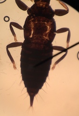 Liothrips