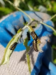 Chrysomela confluens