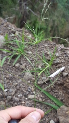 Eragrostis cylindriflora