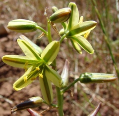 Albuca suaveolens