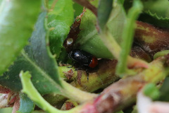 Cryptocephalus sanguinicollis