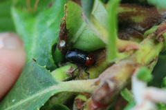 Cryptocephalus sanguinicollis