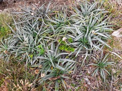 Celmisia major brevis