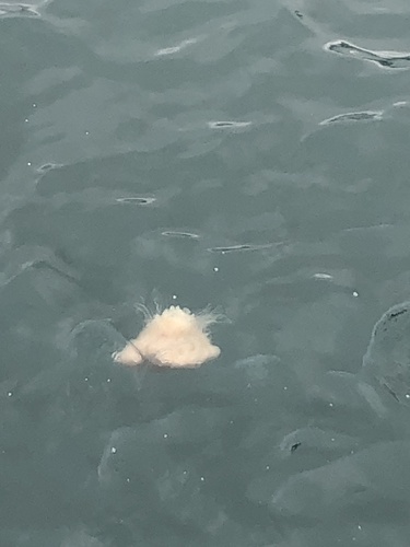ユウレイクラゲ