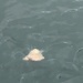 ユウレイクラゲ