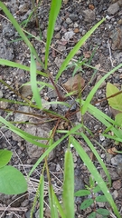 Eragrostis cylindriflora
