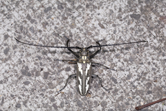 Batocera ushijimai