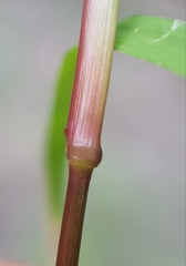 Eragrostis cylindriflora