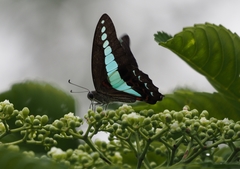 Graphium sarpedon luctatius