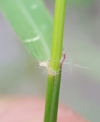 Eragrostis cylindriflora