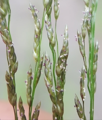 Eragrostis cylindriflora
