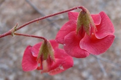 Hermannia grandiflora