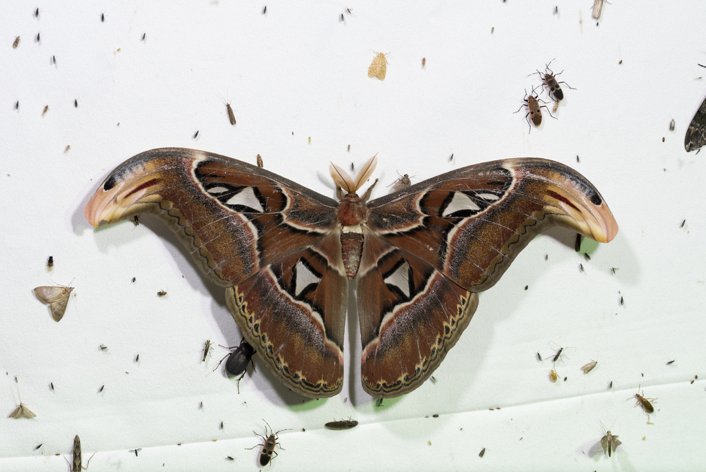 Atlas Moth