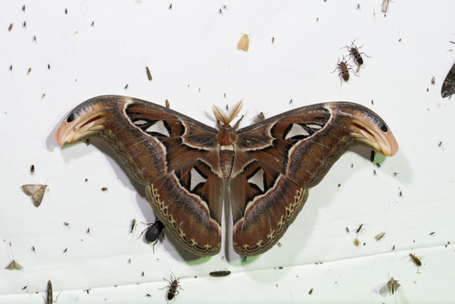Atlas Moth