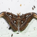 Attacus atlas atlas - Photo (c) Licheng Shih, μερικά δικαιώματα διατηρούνται (CC BY), uploaded by Licheng Shih